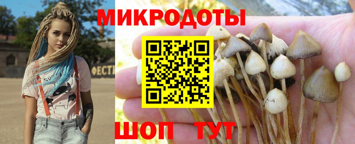 Галлюциногенные грибы Psilocybine cubensis Петрозаводск